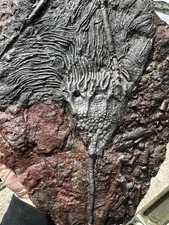 Moroccan Crinoid Scyphocrinites elegans Fossil Morocco