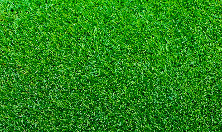 Empire Zoysia Grass