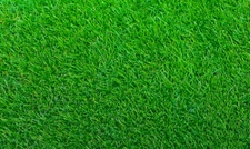 Empire Zoysia Grass Seeds/  Lawn grass 1/8 LB