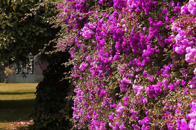 Bouquet Di 50 Rose Rosse: Esplosione D'Amore - Fiorista Spagnoli