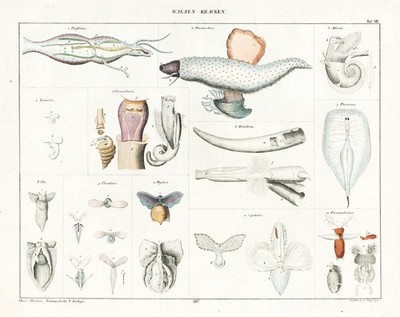 sea snails marine gastropods Meeresschnecke engraving Oken Stahlstich 1830