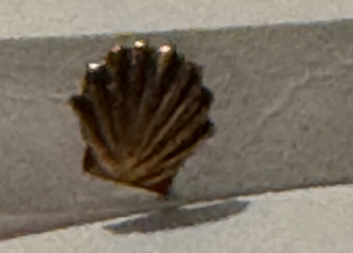 Tiny 14K Gold Shell Design Stud Earrings - image 3