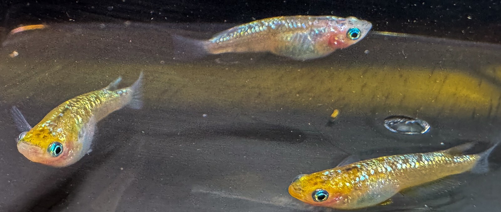 Miyazakura Medaka Rice Fish Eggs 20+ [Read Description] eBay