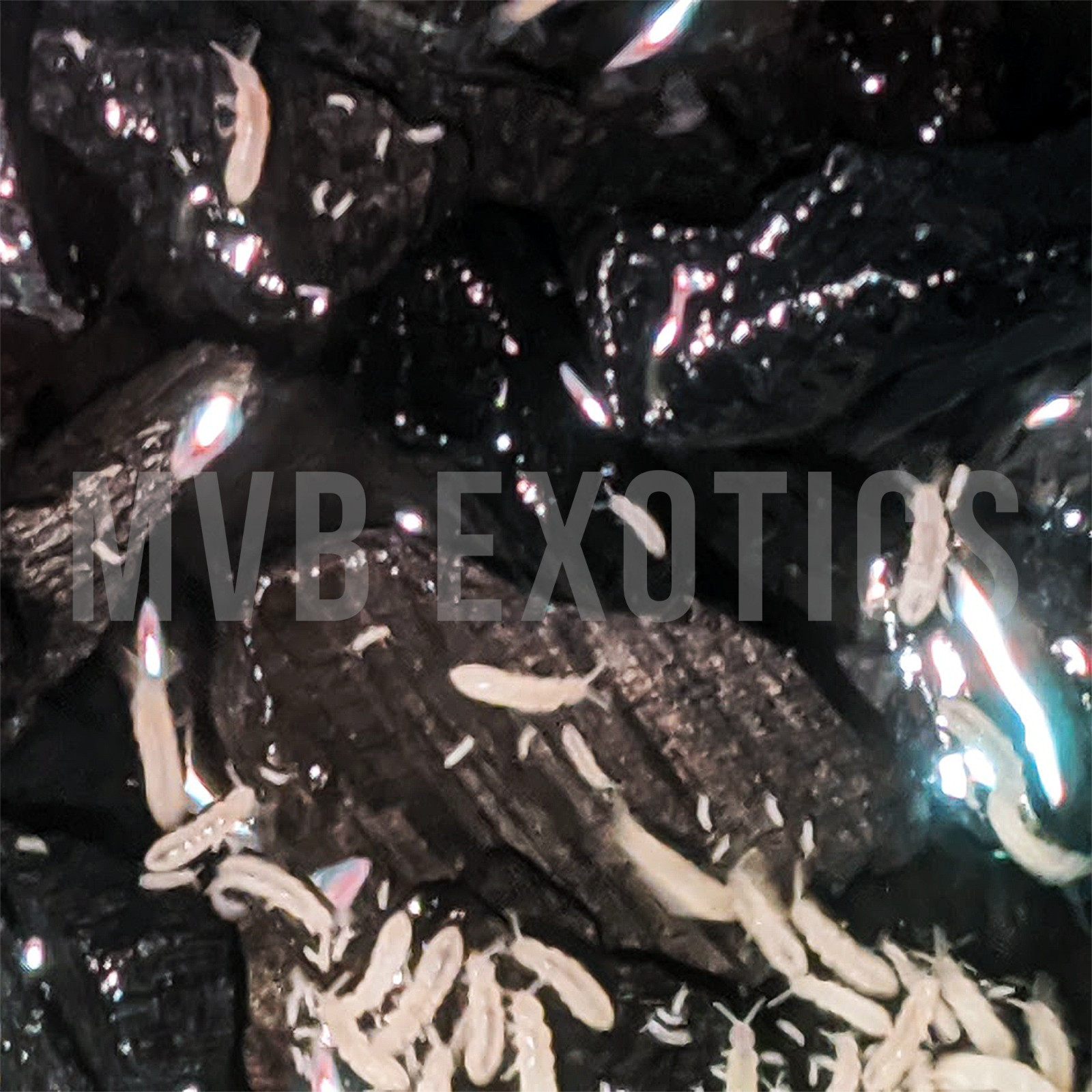 Springtails Culture Tropical Temperate | Bioactive Terrarium Live Clean Up Crew