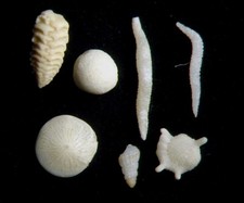 Philippines, Indonesia microfossil recent shell sand, foraminifera many choices
