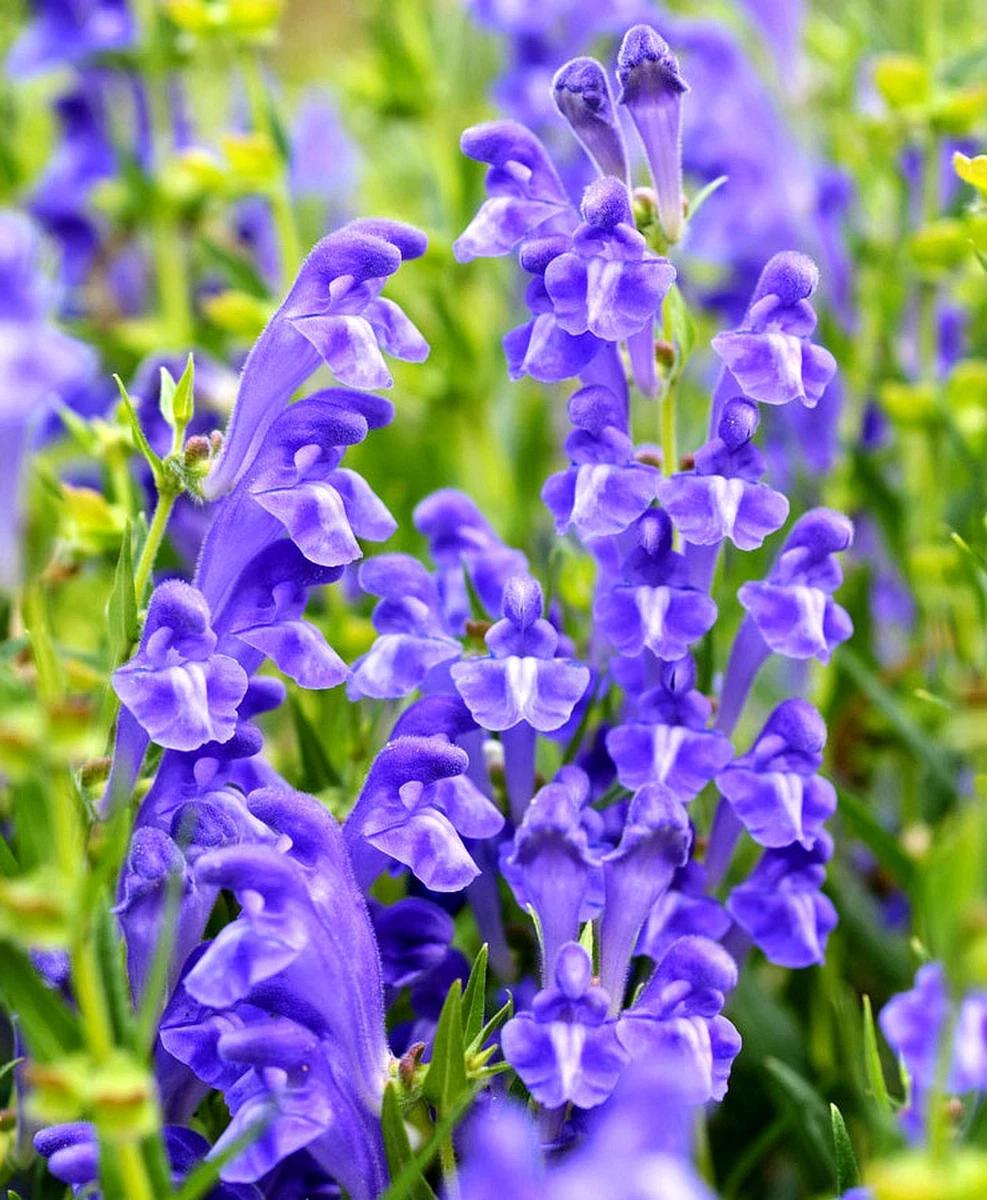 Chinese skullcap cheap