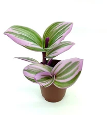 Tradescantia Nanouk Pink Houseplants