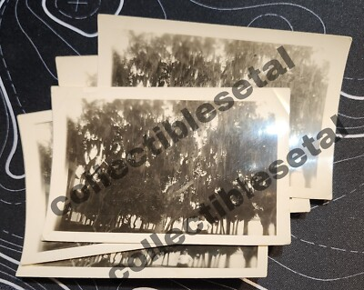 #ad Vintage Ephemera Old Bamp;W Photo Snapshot Lot Man Under Willow Tree $9.99