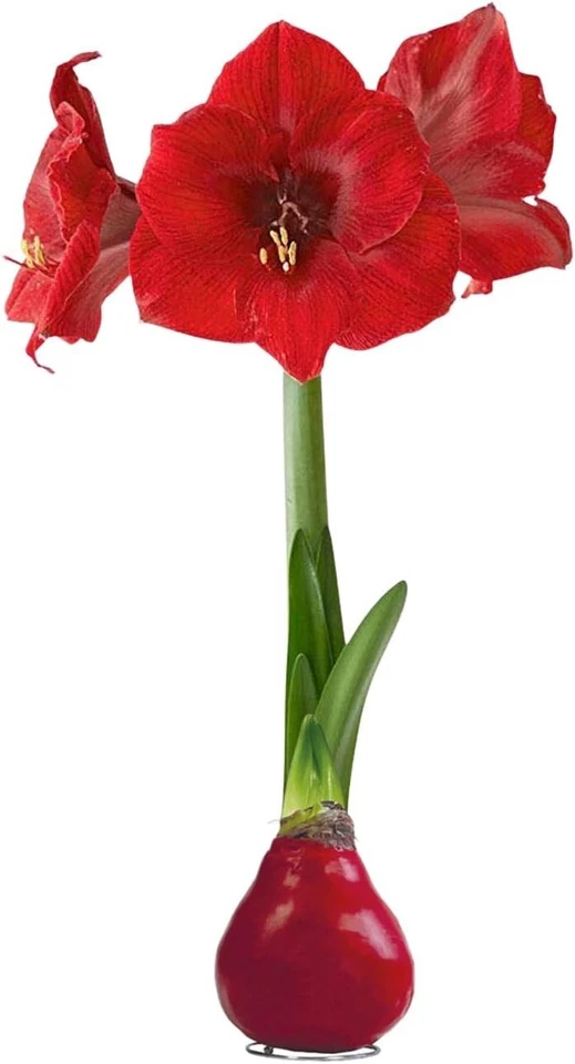 Elegante bombilla de amaryllis encerada - planta de interior de bajo mantenimiento para decoración navideña Foto 3 de 4