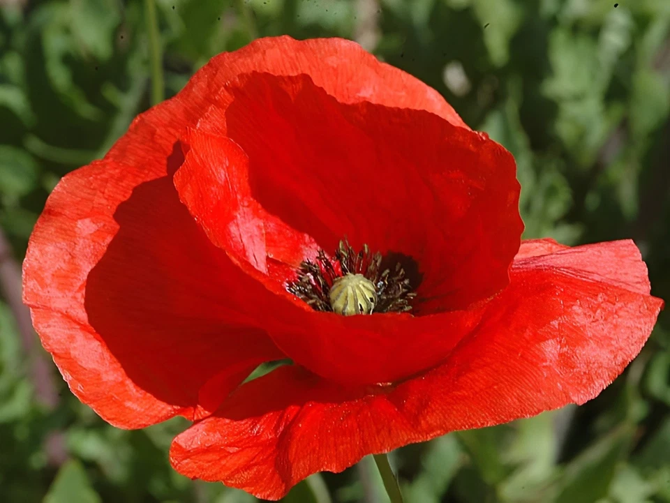 5,000 - 225,000 Wildflower Red Corn - Flanders Poppy Seeds (Papaver Rhoeas) Bulk - Image 3 of 4