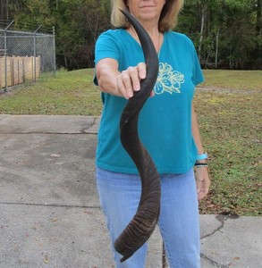 Kudu Horn | eBay