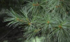 Pinus strobus / Weymouth Pine, Peat Free, 5L 90-120cm