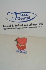 Schaumodell Dental 1080
