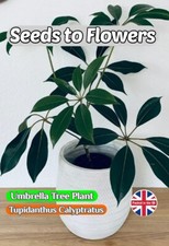 TUPIDANTHUS CALYPTRATUS UMBRELLA TREE - HOUSEPLANT - 8 BEST QUALITY SEEDS