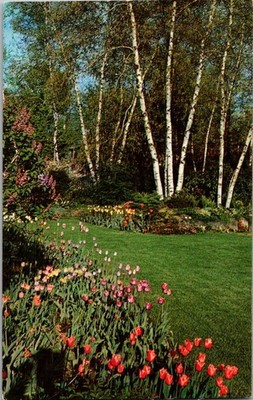 Tulips and White Birch Trees Garden View Postcard