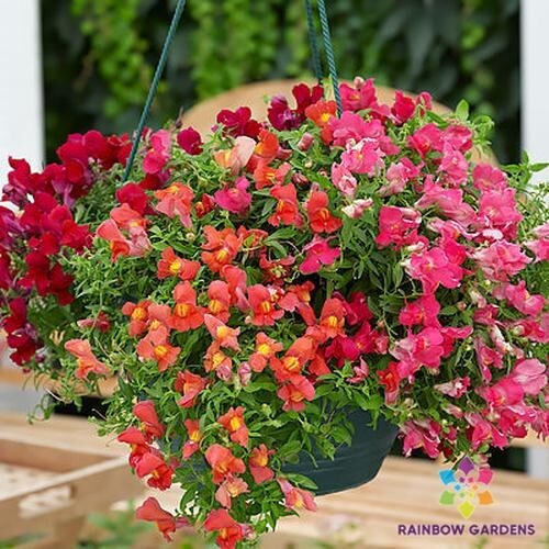 1000+ Candy Showers Mix Snapdragon Seeds for Garden - USA - FREE SHIPPING! - Picture 1 of 1
