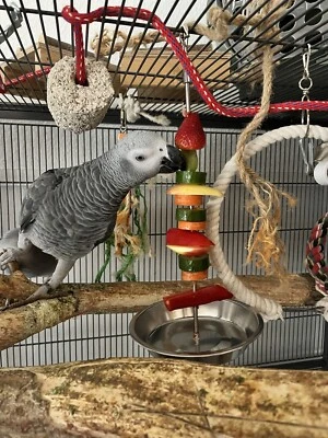 MARKENLOS Innovativ Obstspieß Papageien Sittiche Edelstahl Mühelose Reinigung Spülmaschine