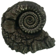 Lias  Crucilobiceras densinodum  Bemerkenswerter Top Ammonit  Holzmaden  5862