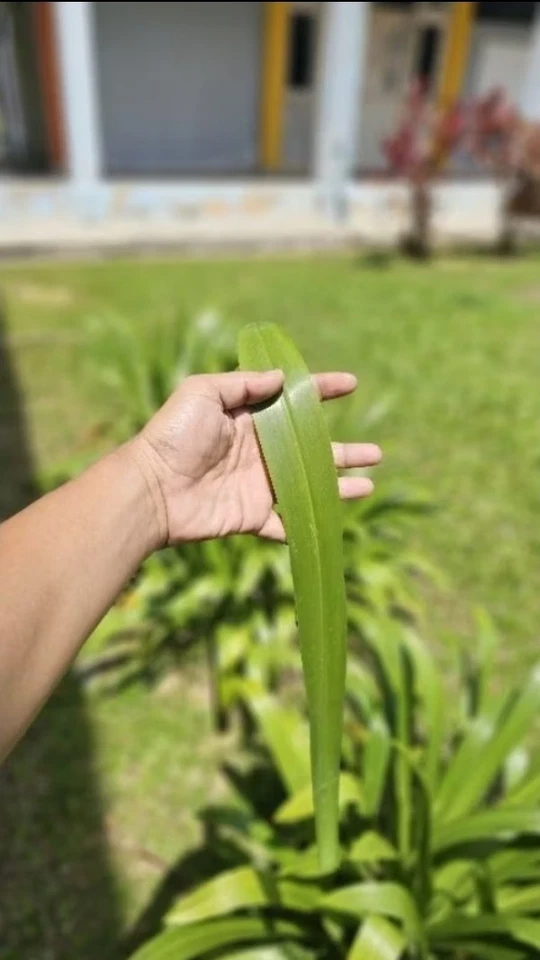 Crinum Asiaticum - remedies for wounds, swelling, joint pain, and other ailments - Image 2 of 4