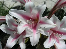 Crinum Lily, Herbertii 'Fireworks Finale', JUMBO, blooming-size bulb