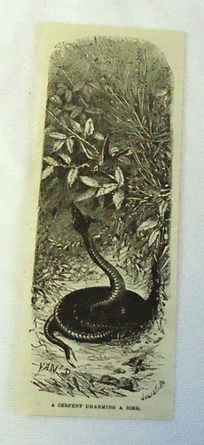 1882 magazine engraving ~ A Snake Charming A Bird