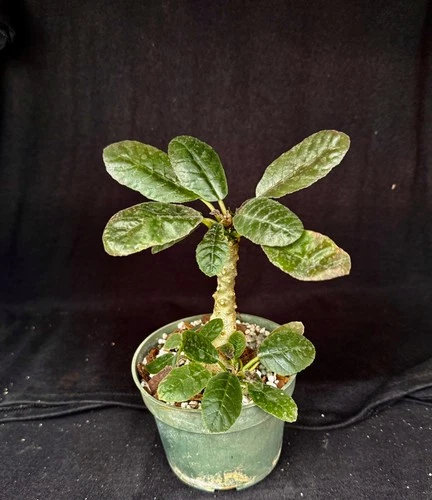 Dorstenia foetida,  succulent