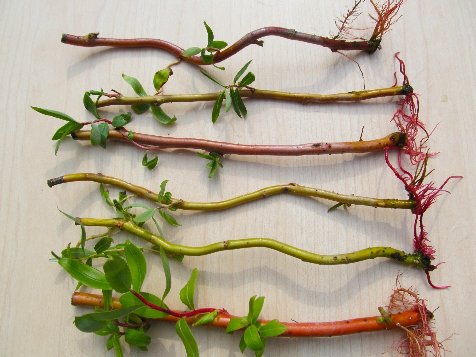 Willow Tree ROOTED cuttings SIX CURLY CORKSCREW Red Yellow Contorted ...