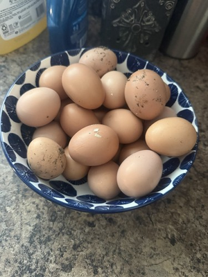 #ad Rhode Island Reds Heritage Hatching Eggs Pack of 12 $25.00
