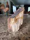 PETRIFIED WOOD 6" x 5" x 4"  6lbs 5 oz. — photo 4