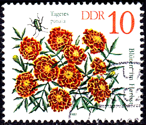 Deutschland DDR gestempelt Blüten im Herbst Blume Tagetes patula Mexiko / 4682 - Bild 1 von 1