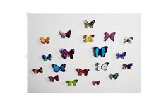 19 pcs 3d small butterfly wall decor, party, wedding, diy, home decoration