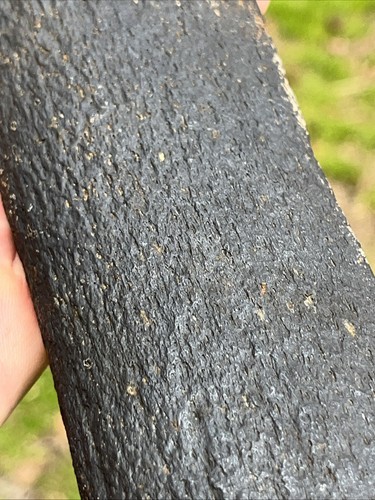 Nice Set Of 2 Rustic Extinct Baleen Whale Bone Fossil Segments-FREE SHIPPING! - Picture 5 of 14