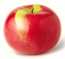 40 McIntosh Macintosh Apple Tree Seeds - FRESH SEEDS