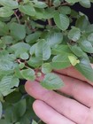 Korean Hornbeam Bonsai- Nice easy to grow Starter Tree ! — photo 9