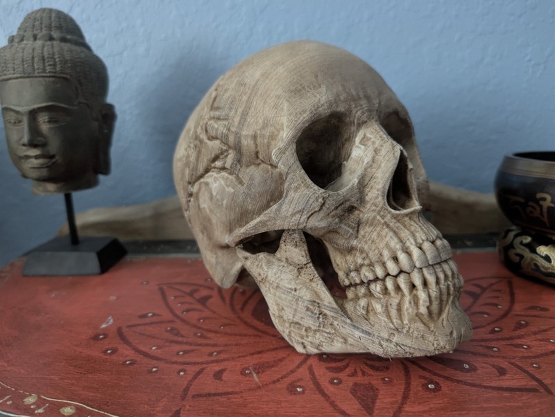  Human Skull Replica Aged Look 3d Printed 