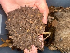 5 Gallons of Bioactive arid reptile substrate