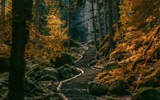 Landscape path stairs dark forest germany nature trees Custom Gaming Mat Desk