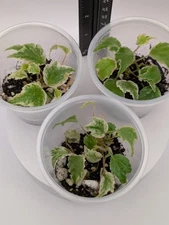 Variegated Begonia prismatocarpa- Micro/Tiny Leaf- Rooted Plant- Growers Choice!