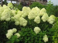 Limelight Panicle Hydrangea - Live Plant - Full Gallon Pot