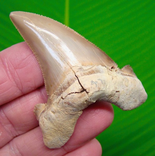 2.80” AURICULATUS Shark Tooth  RARE PERUVIAN - REAL FOSSIL - PERU