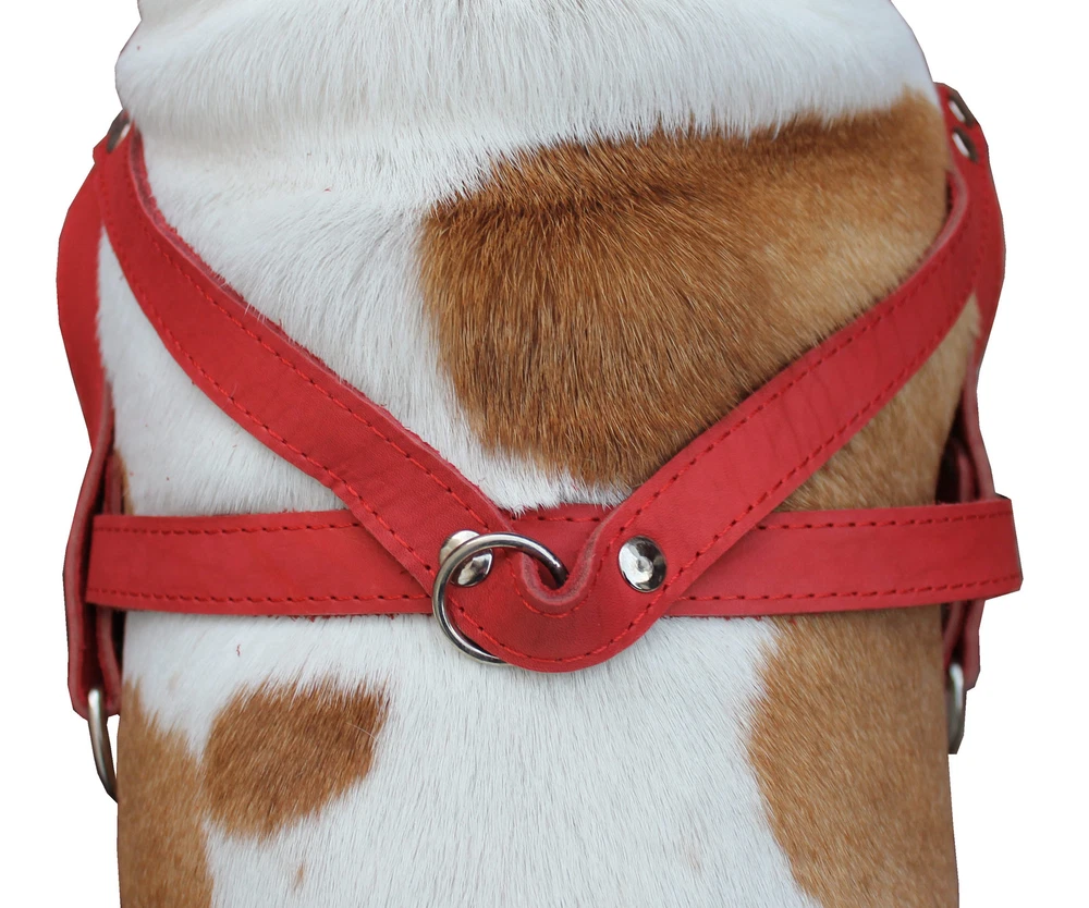 Dog Harness 31"-35" chest 1.5" wide Genuine Leather Pulling Doberman Pitt Bull