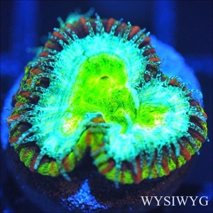 Corals of Eden ~ WYSIWYG Live Coral Frag ~ Psycho Rim Favia Coral ~ LPS SPS