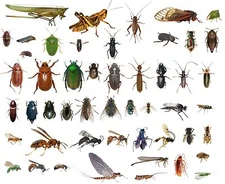 50 Dead Bugs Entomology Class Insect Bug Collection! IDENTIFIED! ALL USA NATIVE!