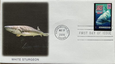 Fleetwood 4061 Wonders of America White sturgeon, largest freshwater fish