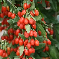 20 Goji Berry Tree Seeds to Grow an Exotic Fruit Bearing Tree