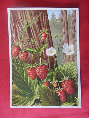 ''0680'' CPSM LA FLORE DE MOUNTAIN LA FRAISE
