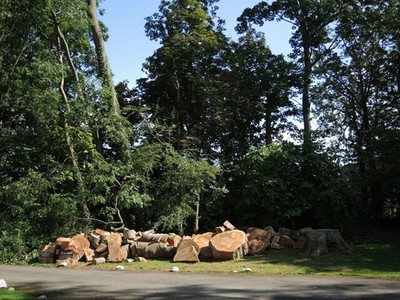 Photo A2 Sliced for despatch East Brent A fallen tree has been prepared  c2021