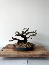 AWESOME! Juniperus Chinensis - Parsonii Juniper Pre-Bonsai, 19 Years, Huge Trunk