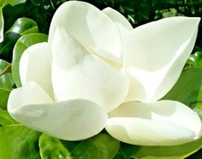 Evergreen Magnolia, MAGNOLIA GRANDIFLORA, showy flowers, scented, seedling, 5cm