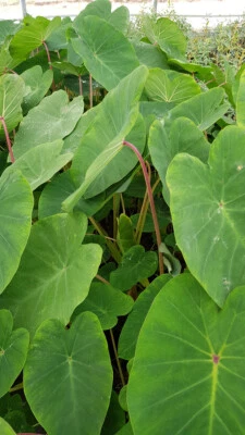 MONJARDINEXTRAORDINAIRE Colocasia esculenta 'Pink China' / Oreille d'éléphant à tige rose / Conteneur...